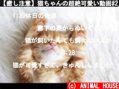 【癒し注意】猫ちゃんの超絶可愛い動画#2  (c) ANIMAL HOUSE